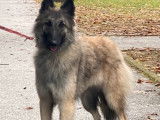 Chienne Berger Belge Tervueren d’un an couleur sable LOF à vendre