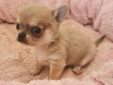 Magnifique chiot Chihuahua &agrave; r&eacute;server