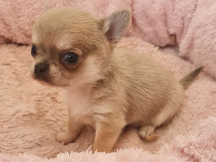 Magnifique chiot Chihuahua à réserver