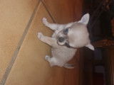 Magnifique chiot Chihuahua &agrave; r&eacute;server