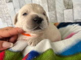 8 chiots Golden Retrievers LOF &agrave; r&eacute;server