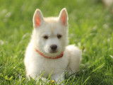 À vendre : un chiot femelle Husky LOF blanc
