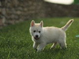 À vendre : un chiot femelle Husky LOF blanc
