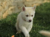 À vendre : un chiot femelle Husky LOF blanc
