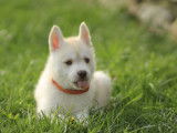 À vendre : un chiot femelle Husky LOF blanc