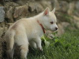 À vendre : un chiot femelle Husky LOF blanc