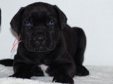 2 chiots femelles Cane Corso LOF noirs à réserver