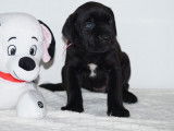 2 chiots femelles Cane Corso LOF noirs à réserver