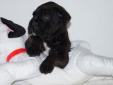 2 chiots femelles Cane Corso LOF noirs à réserver