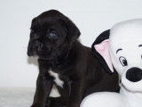2 chiots femelles Cane Corso LOF noirs à réserver