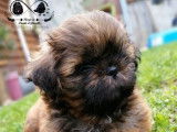 Deux chiots Shih Tzu fauve bringé à vendre (LOF)