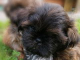Deux chiots Shih Tzu fauve bringé à vendre (LOF)