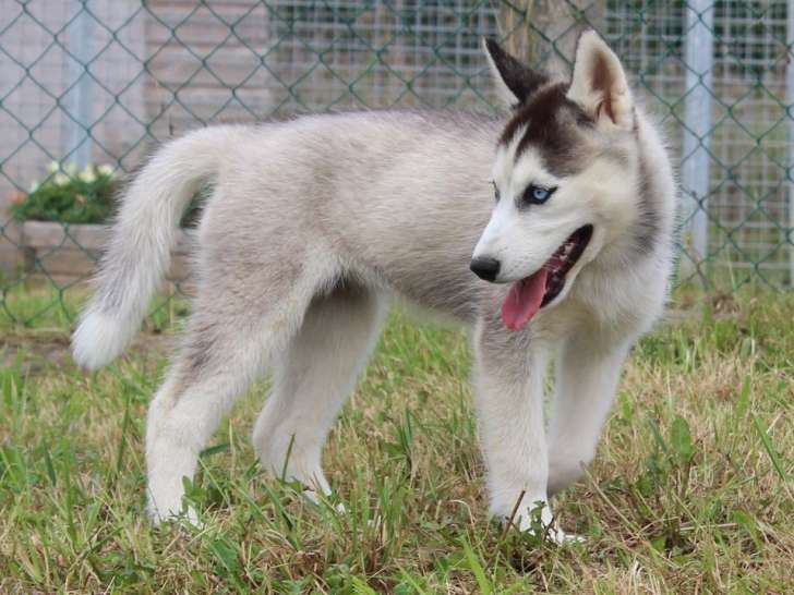 Un chiot femelle Husky de Sibérie LOF bicolore à la vente