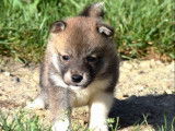 5 chiots Shiba Inu LOF disponibles &agrave; la vente