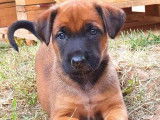 Shadow à adopter