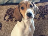 Chiot femelle à donner