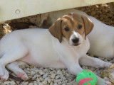 Chiot femelle à donner