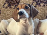Chiot femelle à donner