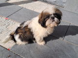 Chiots Shih Tzu LOF à vendre