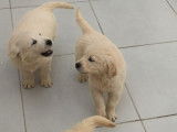 5 chiots Golden Retrievers disponibles à la vente