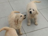 5 chiots Golden Retrievers disponibles à la vente