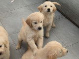 5 chiots Golden Retrievers disponibles à la vente