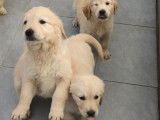 5 chiots Golden Retrievers disponibles à la vente