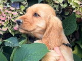 À vendre : deux chiots Cockers Anglais LOF fauves