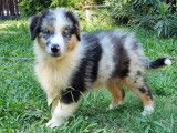 Un chiot m&acirc;le Berger Australien LOF &agrave; la vente