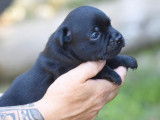 À réserver : 4 chiots Staffies noirs LOF