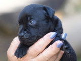 À réserver : 4 chiots Staffies noirs LOF