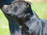 À réserver : 4 chiots Staffies noirs LOF