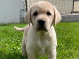 Des chiots Labrador Retrievers LOF couleur sable à vendre