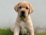 Des chiots Labrador Retrievers LOF couleur sable à vendre