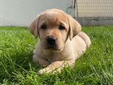 Des chiots Labrador Retrievers LOF couleur sable à vendre