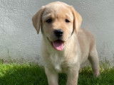 Des chiots Labrador Retrievers LOF couleur sable à vendre