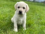 Des chiots Labrador Retrievers LOF couleur sable à vendre