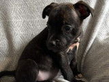 À vendre : deux chiots mâles Staffordshire Bull Terriers LOF