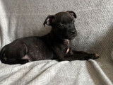 À vendre : deux chiots mâles Staffordshire Bull Terriers LOF