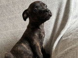 À vendre : deux chiots mâles Staffordshire Bull Terriers LOF