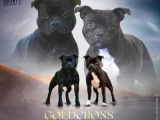 À vendre : deux chiots mâles Staffordshire Bull Terriers LOF