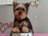 Un chiot Yorkshire Terrier LOF à vendre