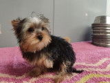 Un chiot Yorkshire Terrier LOF à vendre