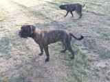 À acheter : deux chiots femelles Bullmastiff bringées LOF
