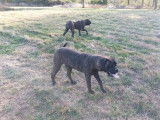 À acheter : deux chiots femelles Bullmastiff bringées LOF