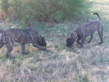 À acheter : deux chiots femelles Bullmastiff bringées LOF