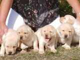 Des chiots Labrador Retrievers couleur sable LOF &agrave; r&eacute;server