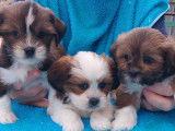 Des chiots Lhassa Apso LOF à vendre