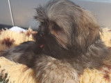 Des chiots Lhassa Apso LOF à vendre