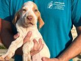 Disponibles à l’achat des chiots Braques de l’Ariège LOF